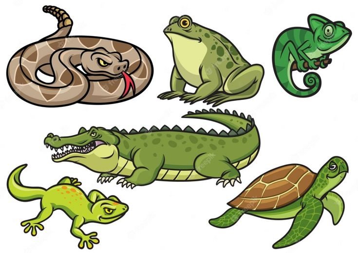 Reptile Supplies